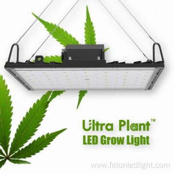 Full Spectrum for Herb Growing Lights